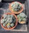 3 plants Lophophora Williamsii  8-9 cm 25 years old seed ownroot flower seedling ロフォフォラ　烏羽玉　仔吹き サボテン