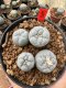 Lophophora Fricii  5-6 cm 12 years old seed ownroot flower seedling ロフォフォラ 烏羽玉　仔吹き サボテン
