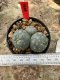 Lophophora Williamsii  5-6 cm 12 years old seed ownroot flower seedling ロフォフォラ 烏羽玉　仔吹き サボテン