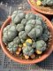 3 plants Lophophora Williamsii  8-9 cm 25 years old seed ownroot flower seedling ロフォフォラ　烏羽玉　仔吹き サボテン