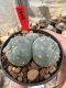 Lophophora Williamsii  5-6 cm 12 years old seed ownroot flower seedling ロフォフォラ 烏羽玉　仔吹き サボテン