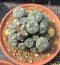 3 plants Lophophora Williamsii  8-9 cm 25 years old seed ownroot flower seedling ロフォフォラ　烏羽玉　仔吹き サボテン