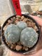 Lophophora Williamsii  5-6 cm 12 years old seed ownroot flower seedling ロフォフォラ 烏羽玉　仔吹き サボテン