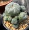 3 plants Lophophora Williamsii  8-9 cm 25 years old seed ownroot flower seedling ロフォフォラ　烏羽玉　仔吹き サボテン