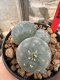 Lophophora Williamsii  5-6 cm 12 years old seed ownroot flower seedling ロフォフォラ 烏羽玉　仔吹き サボテン