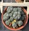 3 plants Lophophora Williamsii  8-9 cm 25 years old seed ownroot flower seedling ロフォフォラ　烏羽玉　仔吹き サボテン