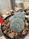 Lophophora Williamsii  5-6 cm 12 years old seed ownroot flower seedling ロフォフォラ 烏羽玉　仔吹き サボテン