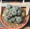 3 plants Lophophora Williamsii  8-9 cm 25 years old seed ownroot flower seedling ロフォフォラ　烏羽玉　仔吹き サボテン