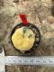 Lophophora Williamsii  Variegata 5-6 cm 12 years old seed ownroot flower seedling ロフォフォラ 烏羽玉　仔吹き サボテン