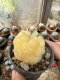 Lophophora Williamsii  Variegata 5-6 cm 12 years old seed ownroot flower seedling ロフォフォラ 烏羽玉　仔吹き サボテン