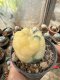 Lophophora Williamsii  Variegata 5-6 cm 12 years old seed ownroot flower seedling ロフォフォラ 烏羽玉　仔吹き サボテン