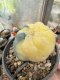 Lophophora Williamsii  Variegata 5-6 cm 12 years old seed ownroot flower seedling ロフォフォラ 烏羽玉　仔吹き サボテン