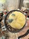 Lophophora Williamsii  Variegata 5-6 cm 12 years old seed ownroot flower seedling ロフォフォラ 烏羽玉　仔吹き サボテン