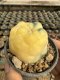 Lophophora Williamsii  Variegata 5-6 cm 12 years old seed ownroot flower seedling ロフォフォラ 烏羽玉　仔吹き サボテン