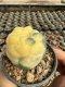 Lophophora Williamsii  Variegata 5-6 cm 12 years old seed ownroot flower seedling ロフォフォラ 烏羽玉　仔吹き サボテン