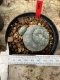 Lophophora Williamsii  5-6 cm 12 years old seed ownroot flower seedling ロフォフォラ 烏羽玉　仔吹き サボテン