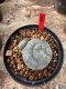 Lophophora Williamsii  5-6 cm 12 years old seed ownroot flower seedling ロフォフォラ 烏羽玉　仔吹き サボテン