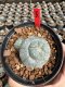 Lophophora Williamsii  5-6 cm 12 years old seed ownroot flower seedling ロフォフォラ 烏羽玉　仔吹き サボテン