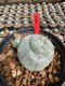Lophophora Williamsii  5-6 cm 12 years old seed ownroot flower seedling ロフォフォラ 烏羽玉　仔吹き サボテン