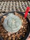 Lophophora Williamsii  5-6 cm 12 years old seed ownroot flower seedling ロフォフォラ 烏羽玉　仔吹き サボテン