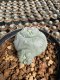 Lophophora Williamsii  5-6 cm 12 years old seed ownroot flower seedling ロフォフォラ 烏羽玉　仔吹き サボテン