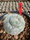Lophophora Williamsii  5-6 cm 12 years old seed ownroot flower seedling ロフォフォラ 烏羽玉　仔吹き サボテン