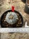 Lophophora Williamsii  5-6 cm 12 years old seed ownroot flower seedling ロフォフォラ 烏羽玉　仔吹き サボテン