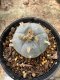Lophophora Williamsii  5-6 cm 12 years old seed ownroot flower seedling ロフォフォラ 烏羽玉　仔吹き サボテン