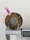 Lophophora Williamsii 6-7 cm 9 years old seed ownroot flower seedling ロフォフォラ　烏羽玉　仔吹き　サボテン