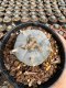 Lophophora Williamsii  5-6 cm 12 years old seed ownroot flower seedling ロフォフォラ 烏羽玉　仔吹き サボテン