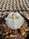 Lophophora Williamsii  5-6 cm 12 years old seed ownroot flower seedling ロフォフォラ 烏羽玉　仔吹き サボテン