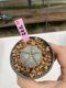 Lophophora Williamsii 6-7 cm 9 years old seed ownroot flower seedling ロフォフォラ　烏羽玉　仔吹き　サボテン