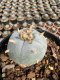 Lophophora Williamsii  5-6 cm 12 years old seed ownroot flower seedling ロフォフォラ 烏羽玉　仔吹き サボテン