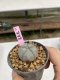 Lophophora Williamsii 6-7 cm 9 years old seed ownroot flower seedling ロフォフォラ　烏羽玉　仔吹き　サボテン