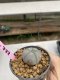 Lophophora Williamsii 6-7 cm 9 years old seed ownroot flower seedling ロフォフォラ　烏羽玉　仔吹き　サボテン