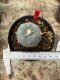 Lophophora Williamsii  5-6 cm 12 years old seed ownroot flower seedling ロフォフォラ 烏羽玉　仔吹き サボテン