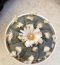 Lophophora Williamsii Texina 8-9 cm 25 years old seed ownroot flower seedling ロフォフォラ　烏羽玉　仔吹き サボテン