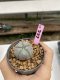 Lophophora Williamsii 6-7 cm 9 years old seed ownroot flower seedling ロフォフォラ　烏羽玉　仔吹き　サボテン