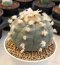 Lophophora Williamsii Texina 8-9 cm 25 years old seed ownroot flower seedling ロフォフォラ　烏羽玉　仔吹き サボテン