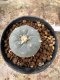 Lophophora Williamsii  5-6 cm 12 years old seed ownroot flower seedling ロフォフォラ 烏羽玉　仔吹き サボテン