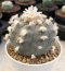 Lophophora Williamsii Texina 8-9 cm 25 years old seed ownroot flower seedling ロフォフォラ　烏羽玉　仔吹き サボテン