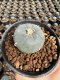 Lophophora Williamsii  5-6 cm 12 years old seed ownroot flower seedling ロフォフォラ 烏羽玉　仔吹き サボテン
