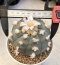 Lophophora Williamsii Texina 8-9 cm 25 years old seed ownroot flower seedling ロフォフォラ　烏羽玉　仔吹き サボテン