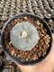 Lophophora Williamsii  5-6 cm 12 years old seed ownroot flower seedling ロフォフォラ 烏羽玉　仔吹き サボテン