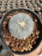 Lophophora Williamsii  5-6 cm 12 years old seed ownroot flower seedling ロフォフォラ 烏羽玉　仔吹き サボテン