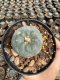 Lophophora Williamsii  5-6 cm 12 years old seed ownroot flower seedling ロフォフォラ 烏羽玉　仔吹き サボテン