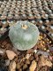 Lophophora Williamsii  5-6 cm 12 years old seed ownroot flower seedling ロフォフォラ 烏羽玉　仔吹き サボテン