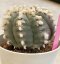 Lophophora Williamsii var. huizache 8-9 cm 25 years old seed ownroot flower seedling ロフォフォラ　烏羽玉　仔吹き サボテン