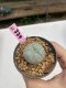 Lophophora Williamsii 6-7 cm 9 years old seed ownroot flower seedling ロフォフォラ　烏羽玉　仔吹き　サボテン