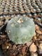 Lophophora Williamsii  5-6 cm 12 years old seed ownroot flower seedling ロフォフォラ 烏羽玉　仔吹き サボテン